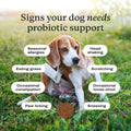 PetLab Co. Probiotic Chews Dog Supplement 30 Soft Chews for Healthy Digestion, Gut Balance and Daily Wellness