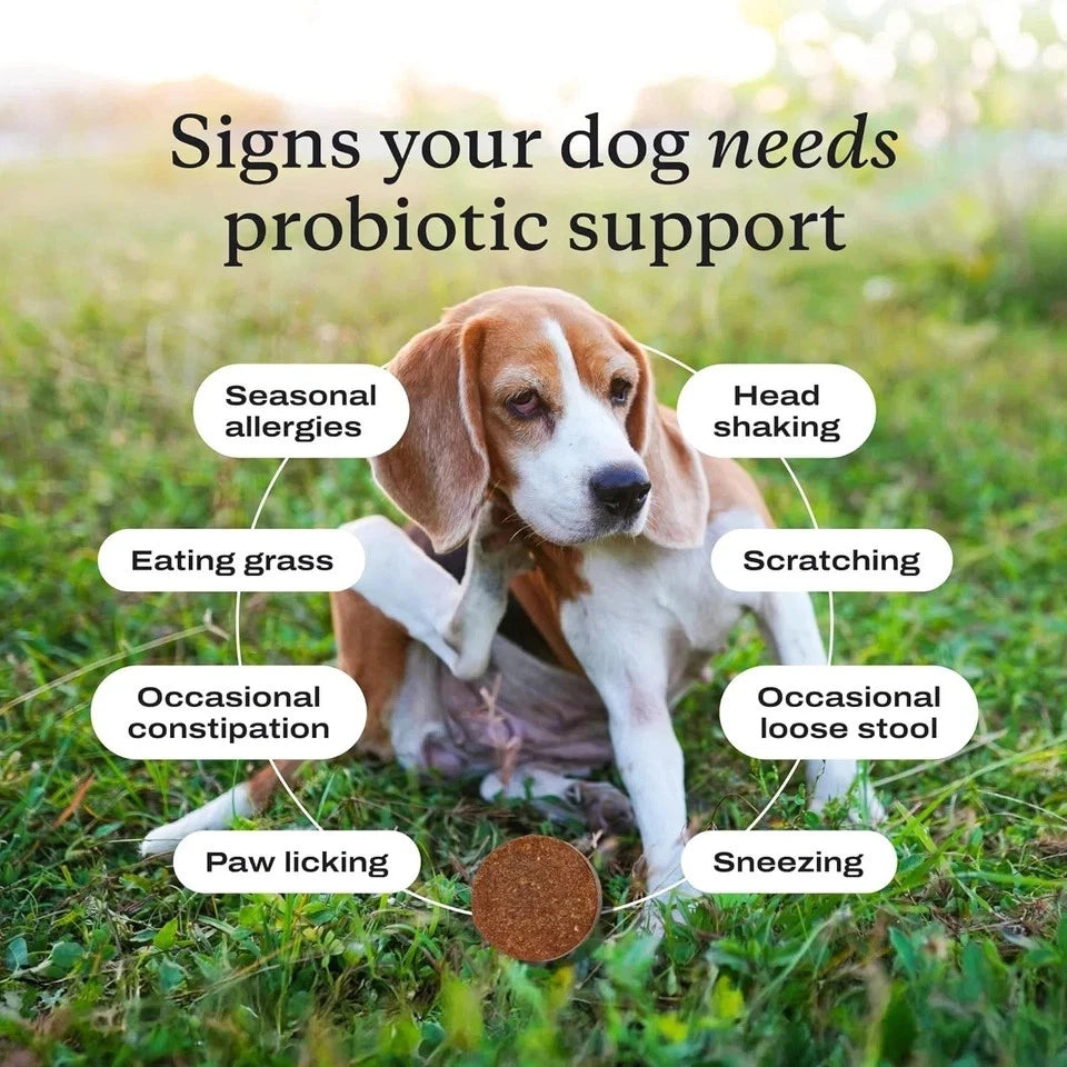 PetLab Co. Probiotic Chews Dog Supplement 30 Soft Chews for Healthy Digestion, Gut Balance and Daily Wellness